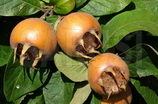 Mespilus germanica