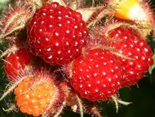 Rubus phoenicolasius