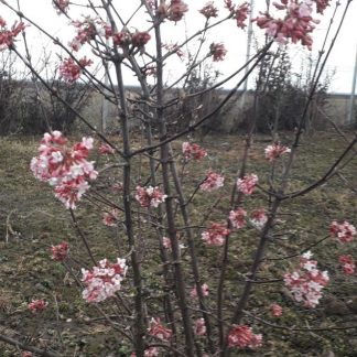 Viburnum bodnantense 'Dawn'