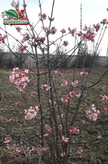 Viburnum bodnantense 'Dawn'