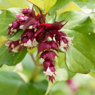 Leycesteria formosa 'Purple Rain'