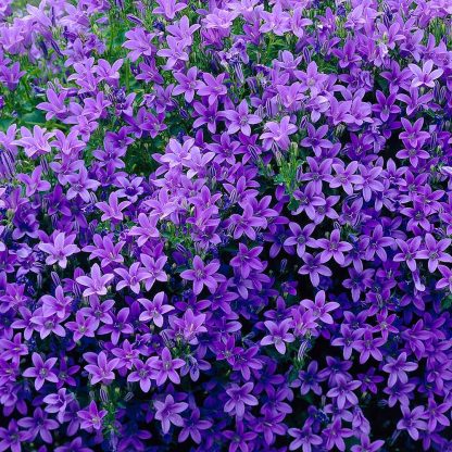 Campanula Portenschlagiana - Floarea clopoțel