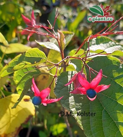 Clerodendrum trichotomum var fargesii