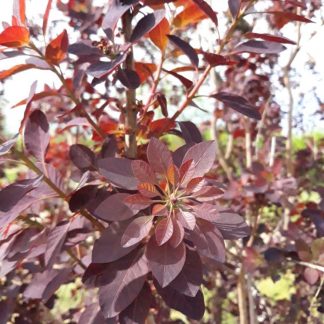 Cotinus coggygria Royal Purple - Scumpie roșie