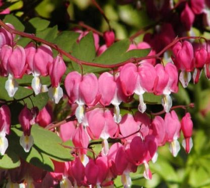 dicentra spectabilis