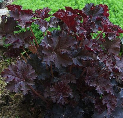 Heuchera micrantha 'Palace Purpel' - Clopoțelul purpuriu