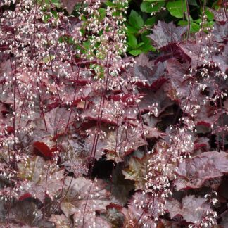 Heuchera micrantha 'Palace Purpel' - Clopoțelul purpuriu