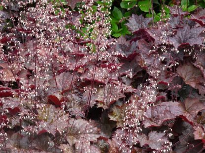 Heuchera micrantha 'Palace Purpel' - Clopoțelul purpuriu