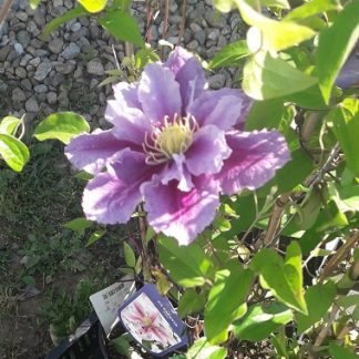 Clematis 'Piilu' - Clematită roz/alb