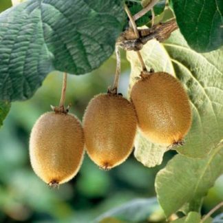 Actinidia Jennie - Kiwi