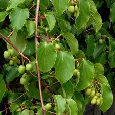 Actinidia arguta Issai - Kiwi Isaai