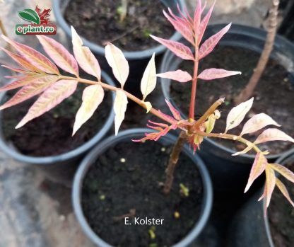 Cedrela sau Toona sinensis 'Flamingo'