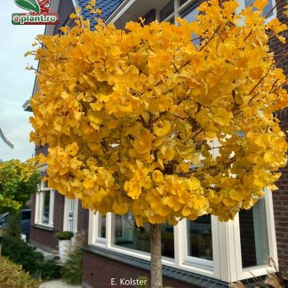 Ginkgo biloba 'Marieken' - Arborele pagodelor