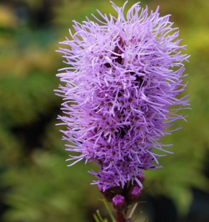 Liatris spicata 'Kobold'