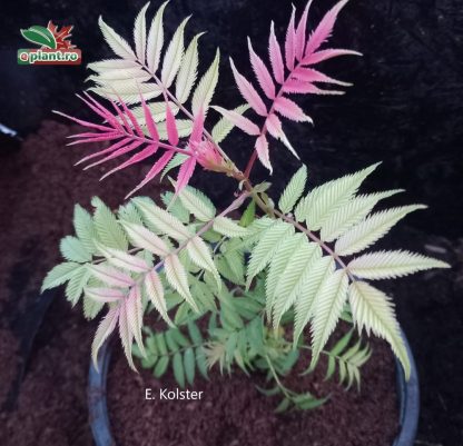 Sorbaria sorbifolia 'Sem'