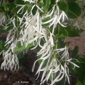 Chionanthus virginicus