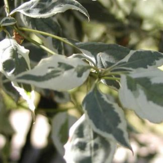 Cornus alba 'Elegantissima' - Corn variegata