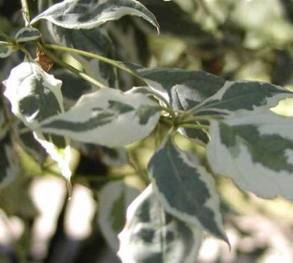 Cornus alba 'Elegantissima' - Corn variegata