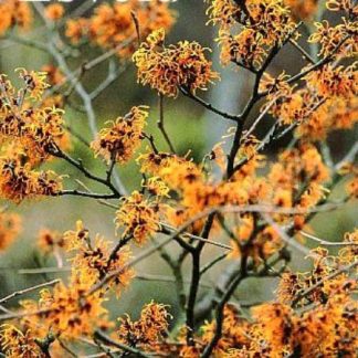 Hamamelis intermedia 'Aphrodite'