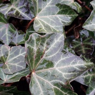 Hedera helix