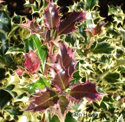 Ilex aquifolium 'Argenteomarginata'