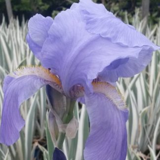 Iris pallida 'Argentea Variegata'