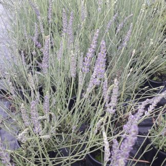 Lavandula intermedia 'Grappenhall'