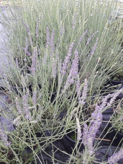 Lavandula intermedia 'Grappenhall'