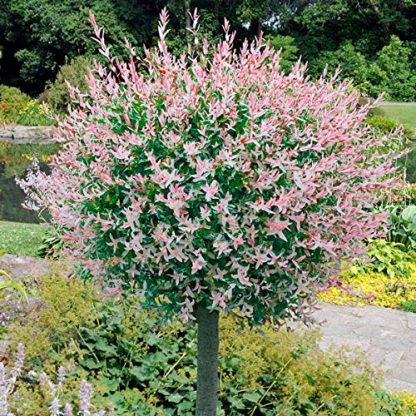 Salix integra 'Hakuro Nishiki' - Salcie japoneză