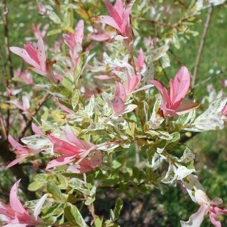 Salix integra 'Hakuro Nishiki' - Salcie japoneză