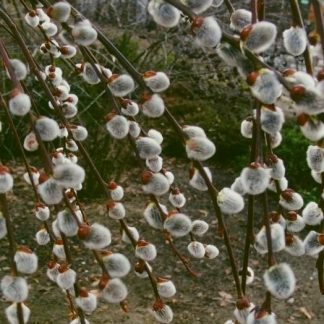 Salix caprea 'Kilmarnock' - Salcie curgatoare