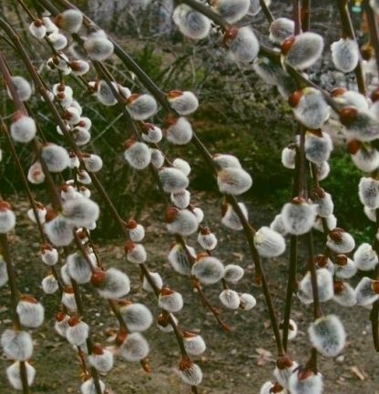 Salix caprea 'Kilmarnock' - Salcie curgatoare