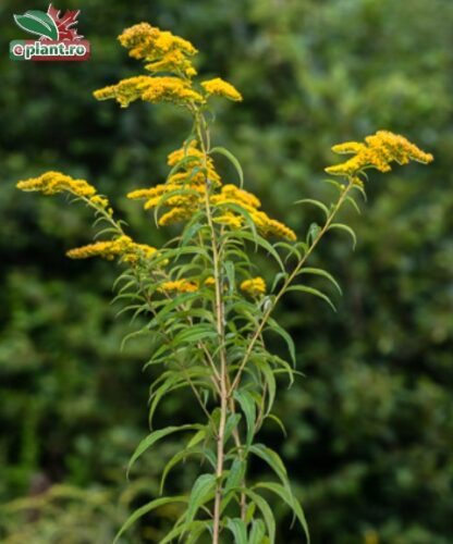 Solidago gigantea 'Goldenrod'