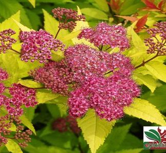 Spiraea japonica 'Goldflame' - Cununiță aurie