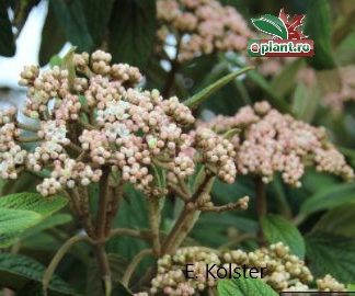 Viburnum rhytidophyllum