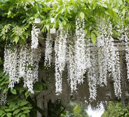 Wisteria sinensis 'Alba'