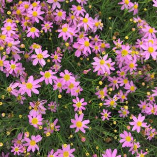 Coreopsis rosea 'American Dream'