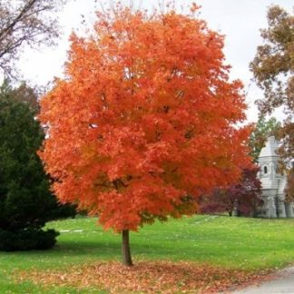 Acer saccharinum