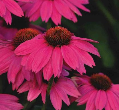 Echinacea purpurea 'PowWow 'Wild Berry'