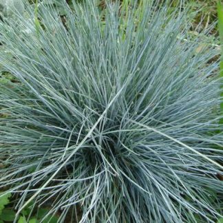 Festuca glauca