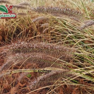 Pennisetum alopecuroides 'Viridenscens'