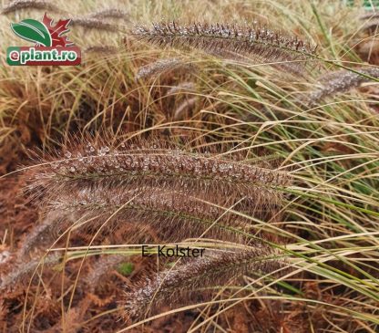 Pennisetum alopecuroides 'Viridenscens'