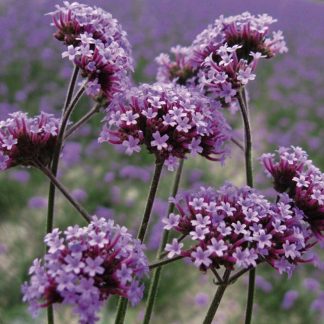 Verbena bonariensis