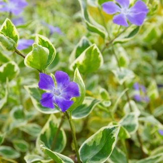 Vinca minor 'Variegata' - Sașchiu variegat