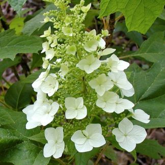 Hydrangea quericifolia