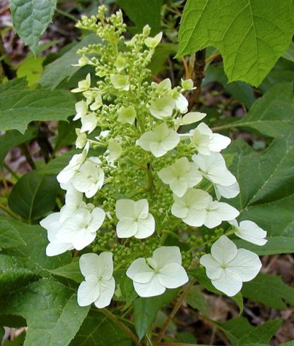 Hydrangea quericifolia