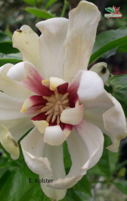 Calycanthus 'Venus'