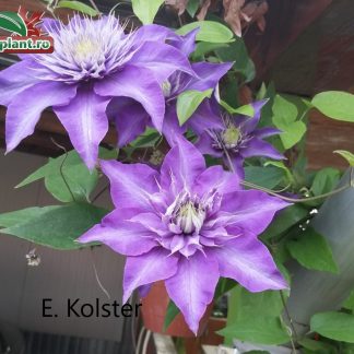 Clematis 'Multi Blue' - Clematită albastră