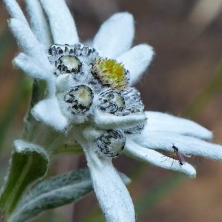 Leontopodium alpinum