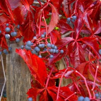 Parthenocissus quinquefolia